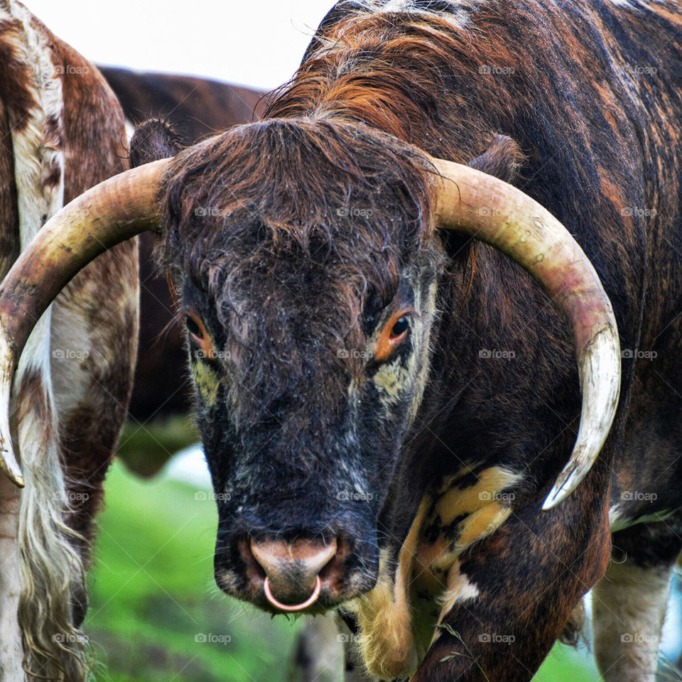 Old English Longhorn cattle