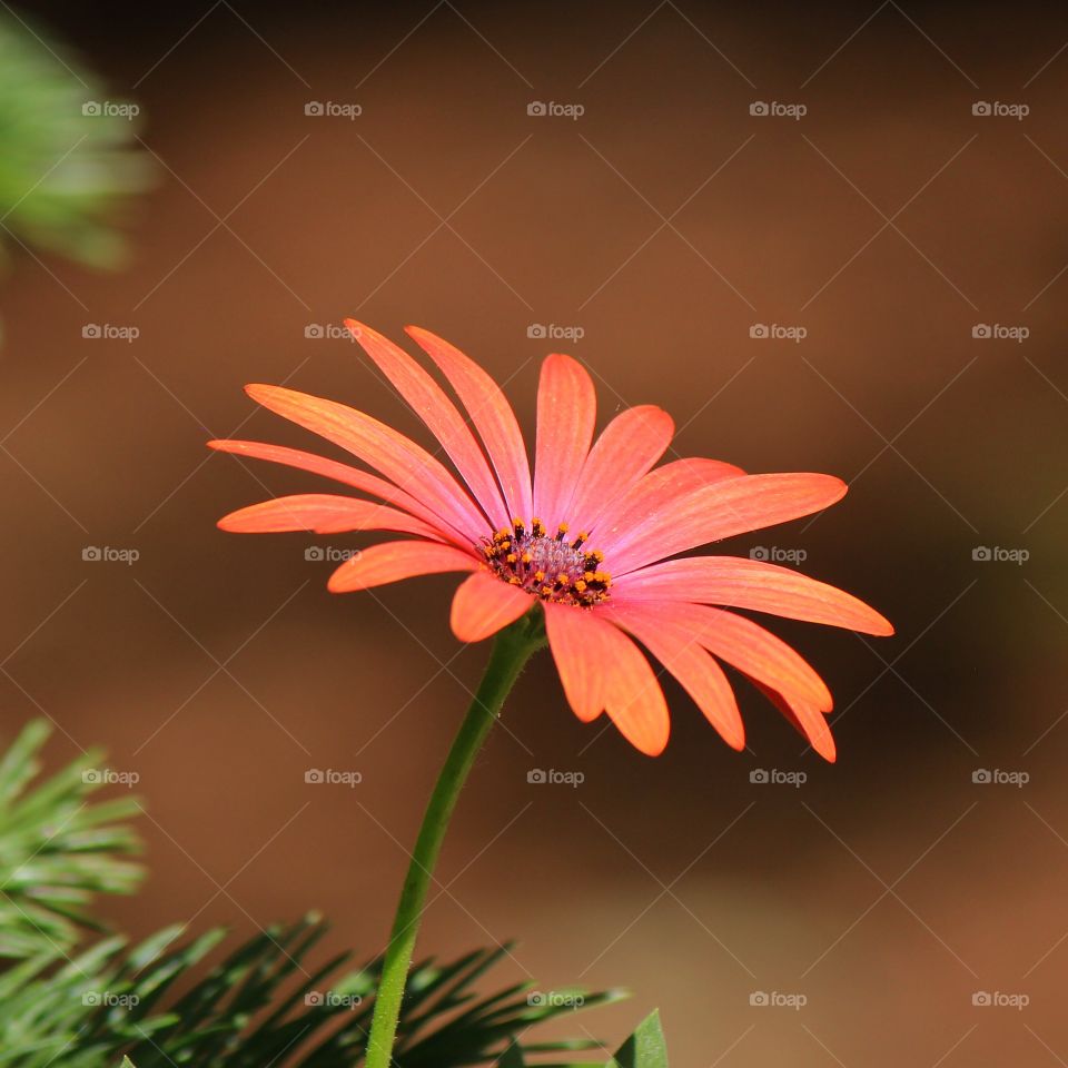 Overhead view of daisy flower