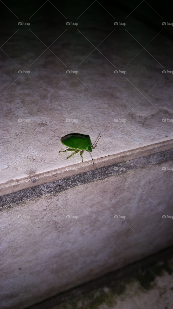 Green Stink bug