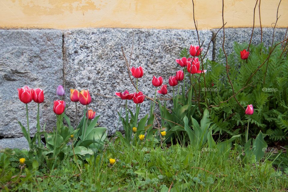 Red tulips. Red tulips 