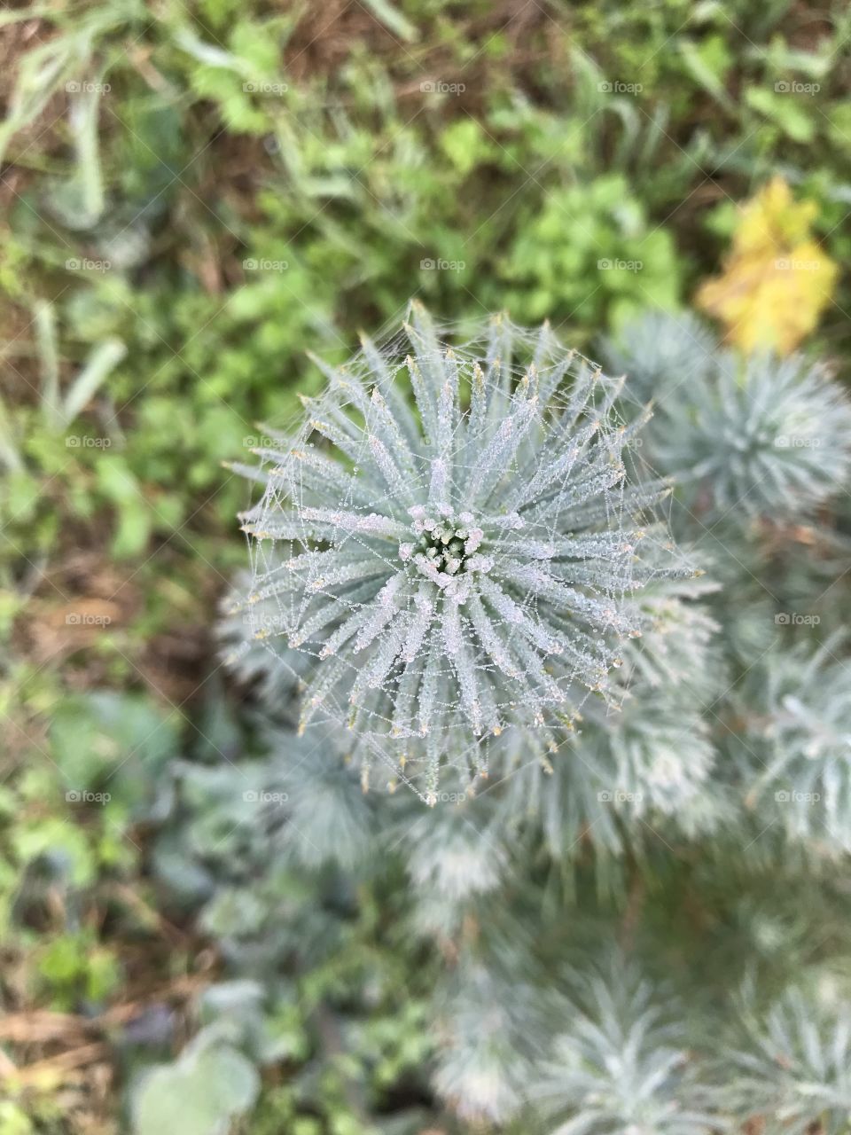 Spider web on pine needles, nature’s geometry 
