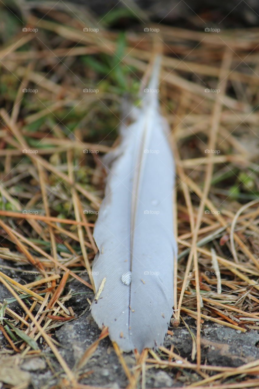 #feather