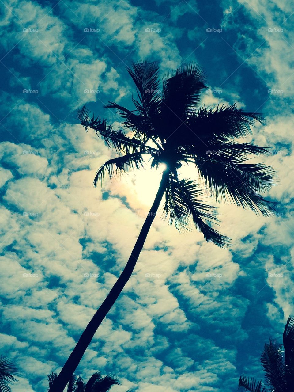 Palm Tree on Ocean Drive