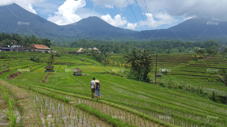 Beautiful rice fields in Bali