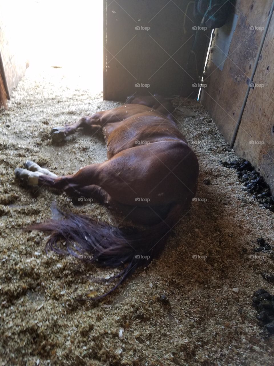 sleepy horse
