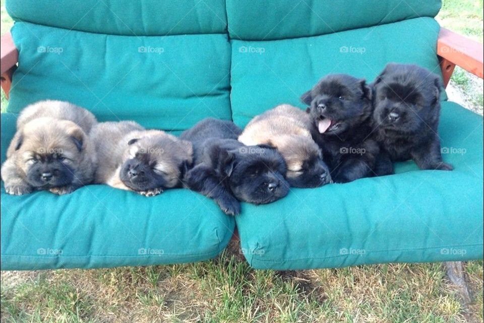 Couch full of puppies 