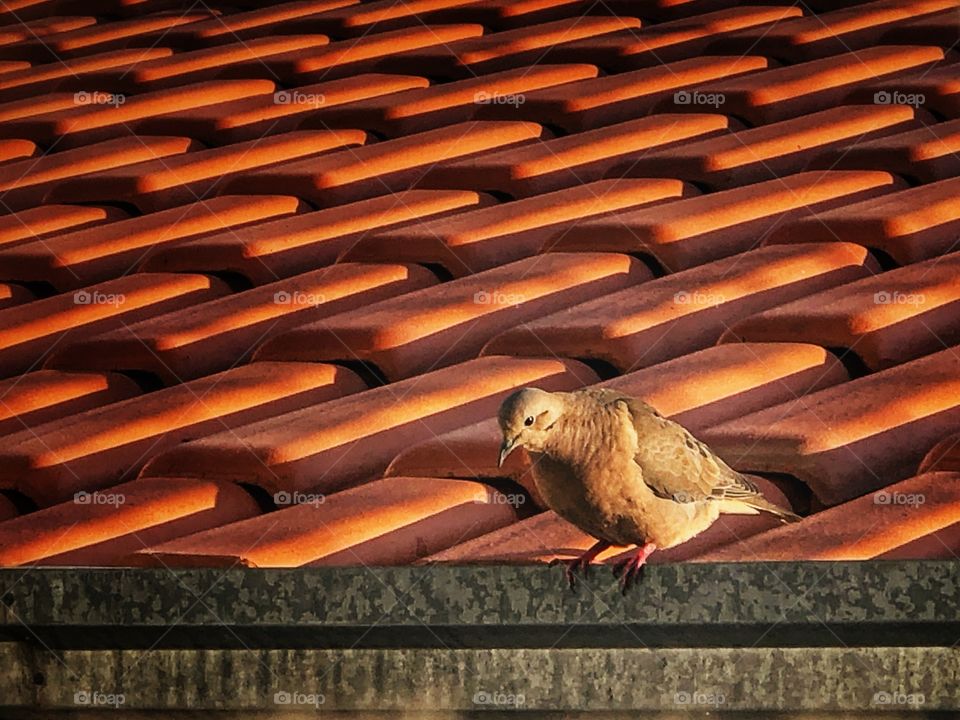 To jump or not to jump? Decisions... A bird landed in the roof behind my window, and stayed there for awhile...