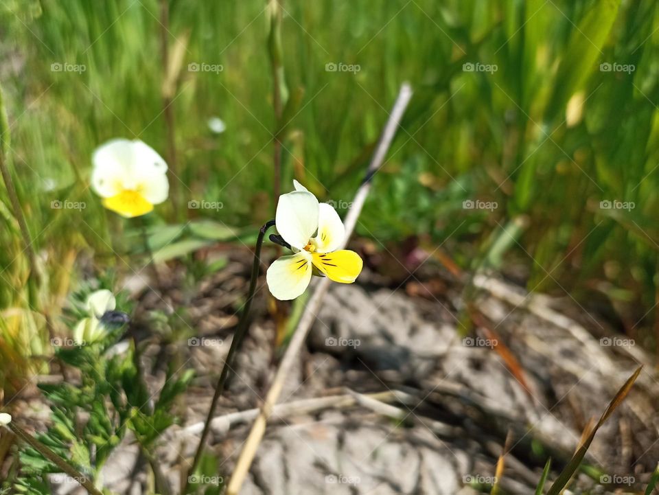 Viola arvensis is a species of violet known by the common name field pansy