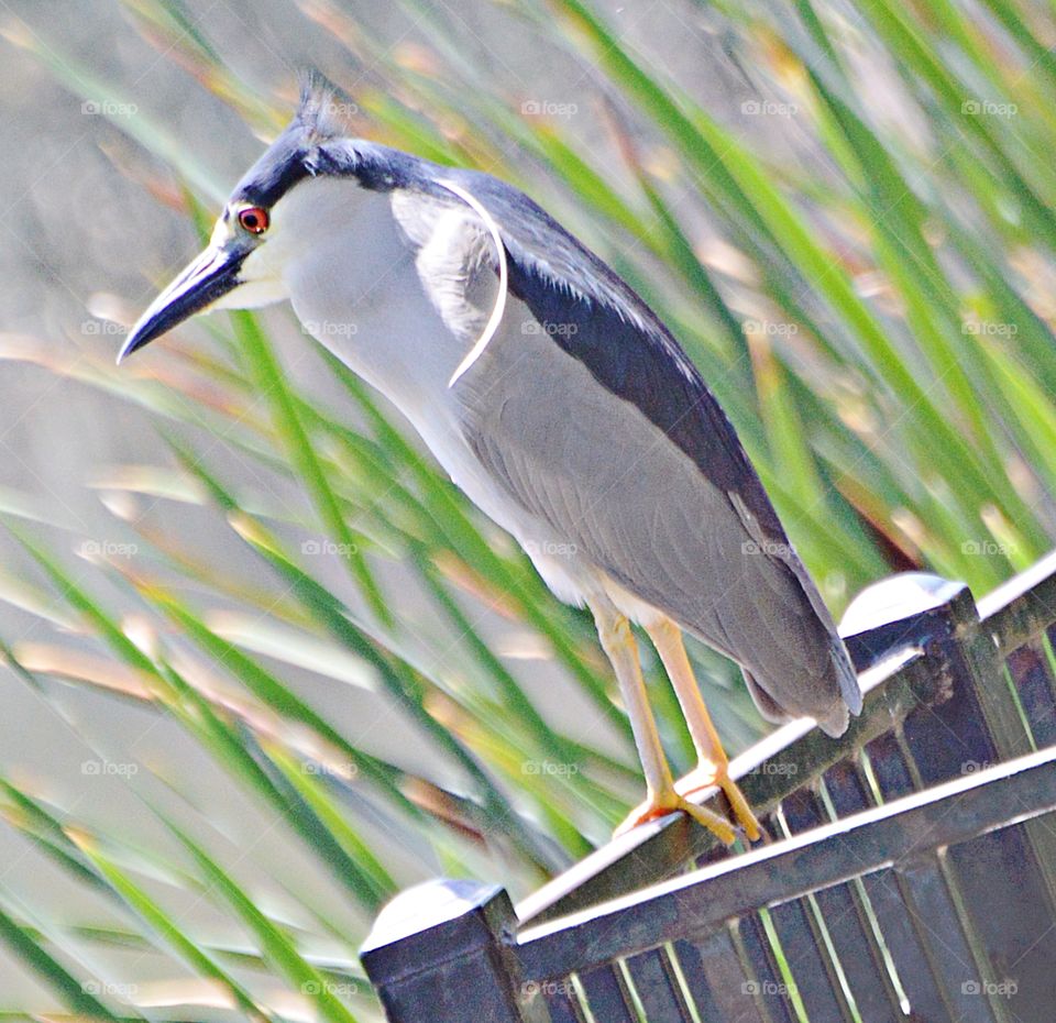 wildlife, blue heron perched on a fence.