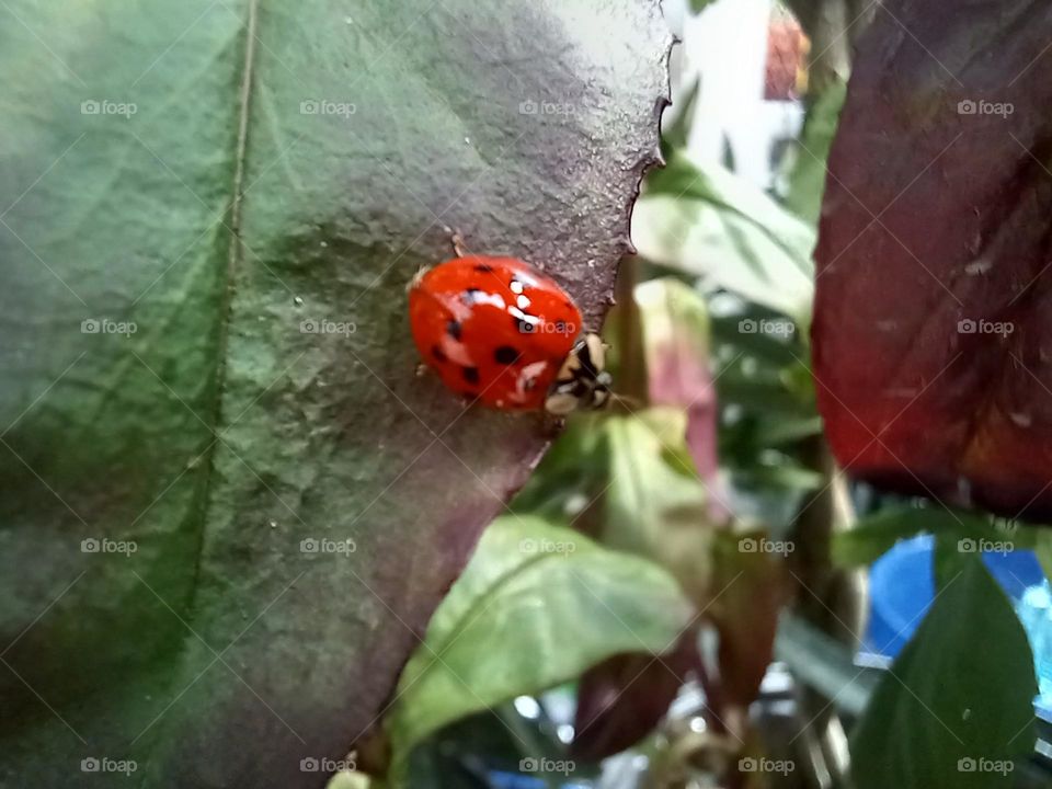 a ladybug on a leaf