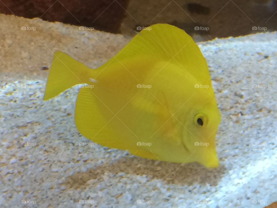 Yellow Tang. One of the saltwater fish in the Scheels aquarium.