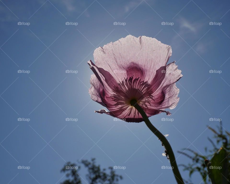 Purple poppy flower against sky