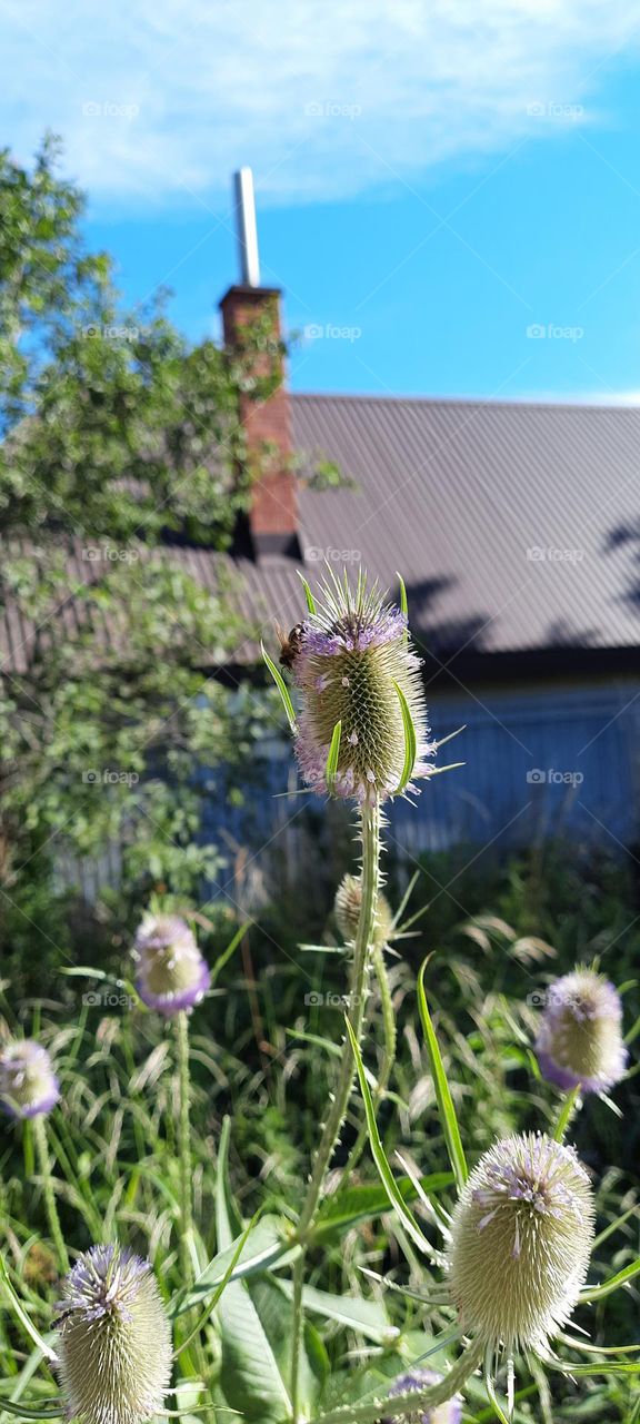 blooming thistles near the house