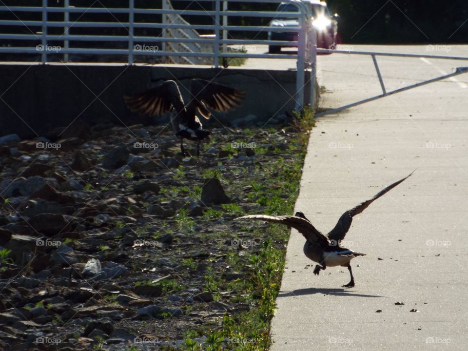 Geese scared by me running flying away