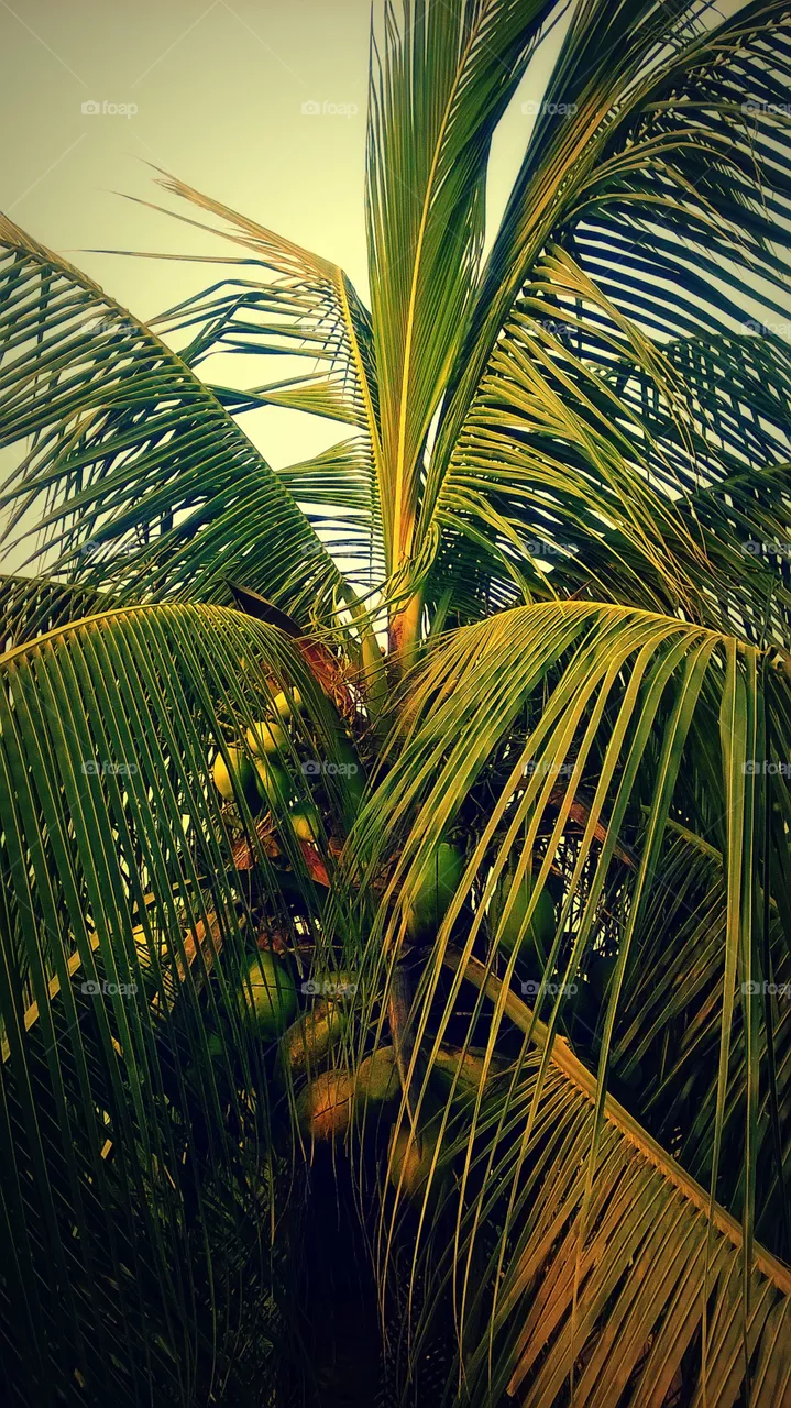 coconut