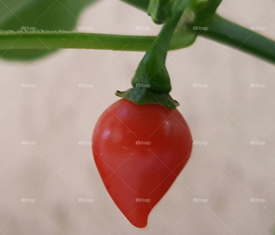 Capsicum Chinese