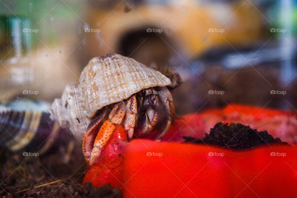 Hermit crab