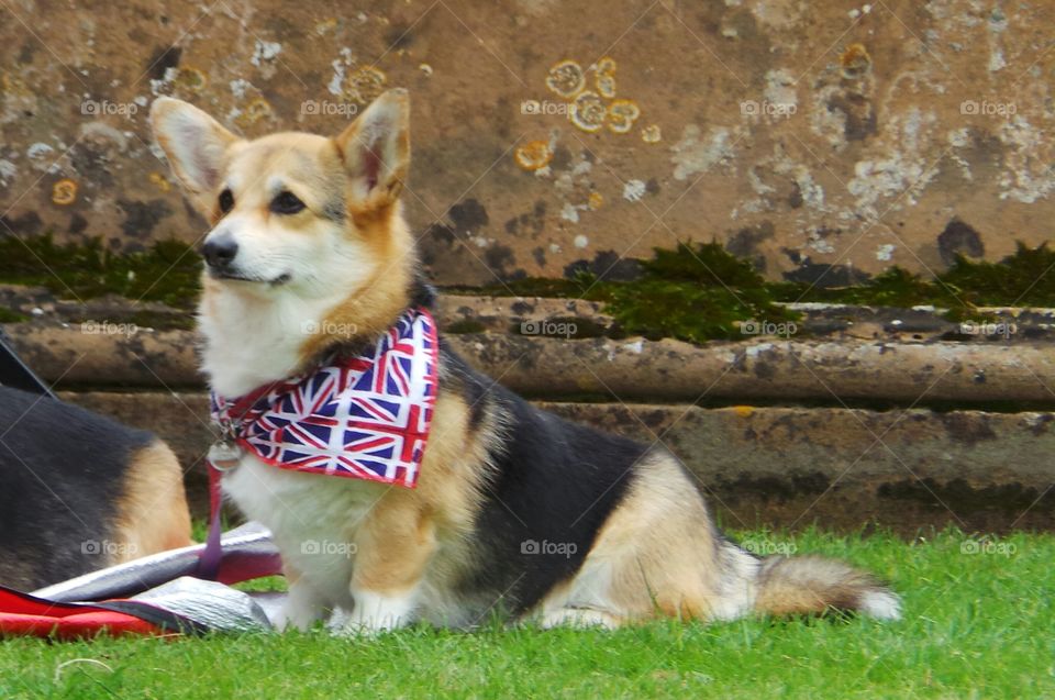 corgi with union jack flags

The Pembroke Welsh Corgi is a cattle herding dog breed which originated in Pembrokeshire, Wales. It is one of two breeds known as a Welsh Corgi. Wikipedia
Hypoallergenic: No
Higher classification: Dog
Life span: 12 – 14 years
Temperament: Outgoing, Playful, Bold, Protective, Tenacious, Friendly
Origin: Wales, United Kingdom
Colors: Red, Fawn, Sable, Black & Tan, Blue, Black & White