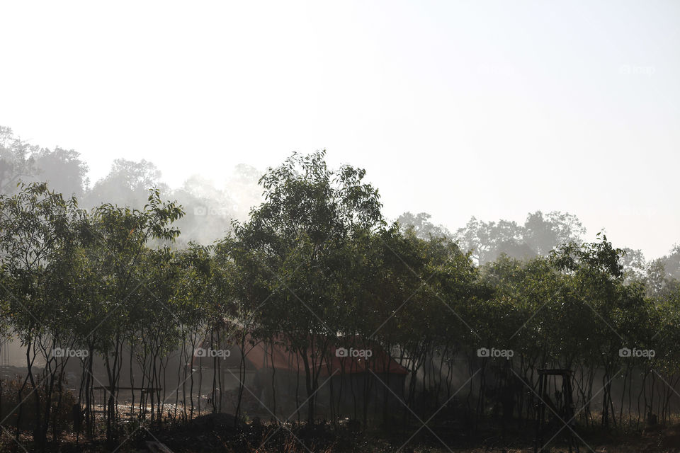 Foggy morning at a reserve forest