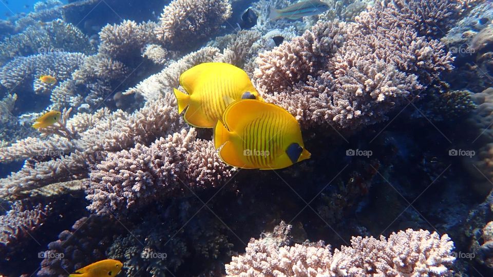 Diving in Hurghada, Egypt 2022. - Yellow fish