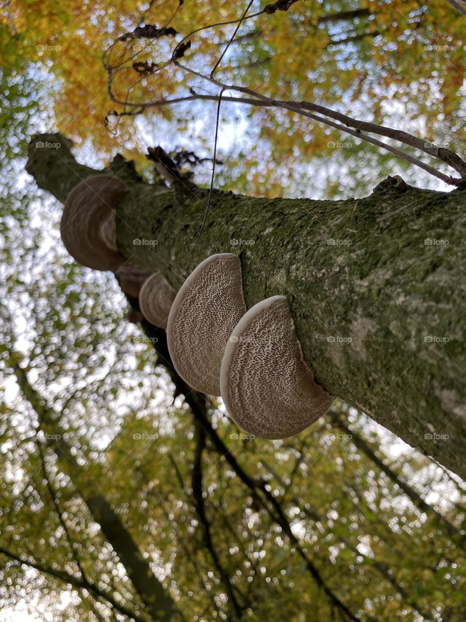 Tree fungus 