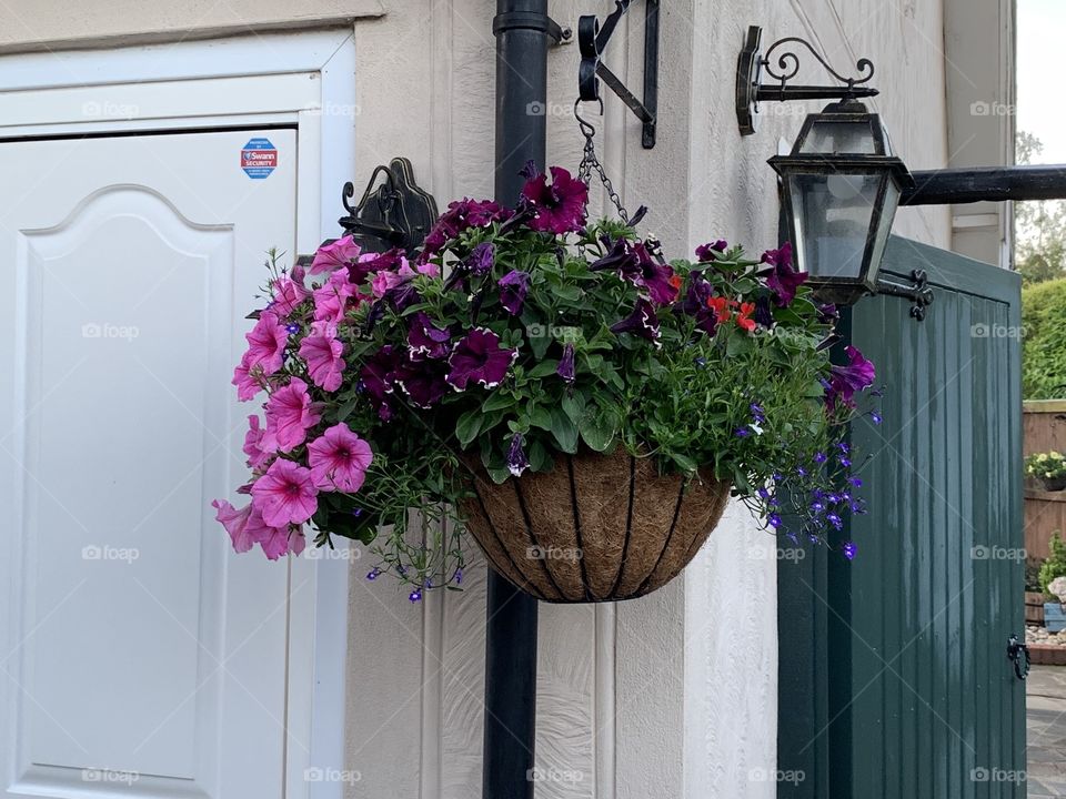 Hanging baskets 