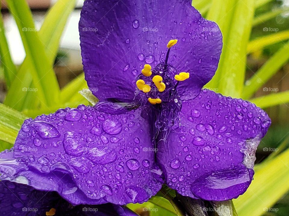dark purple flower