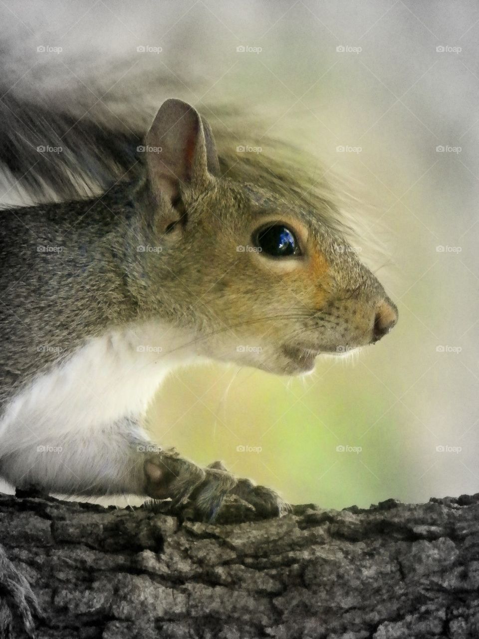 Squirrel Close Up