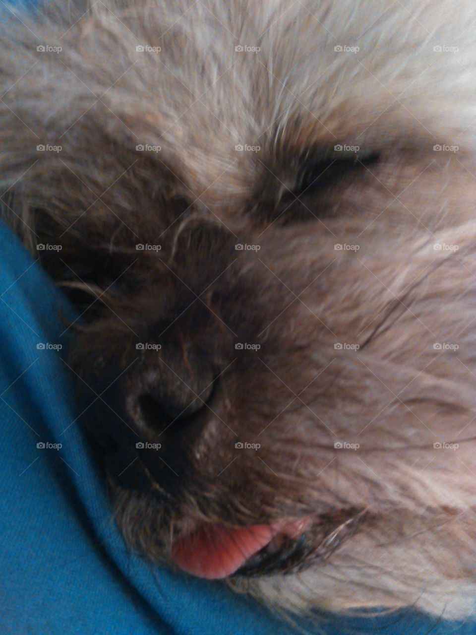 Close-up of old dog sleeping