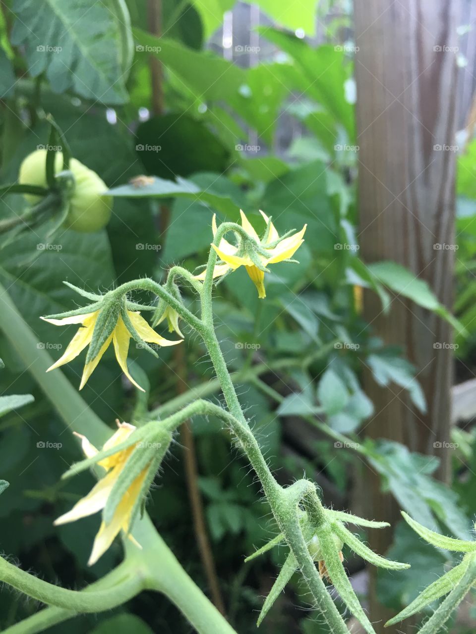 Spectacular tomato flower in full bloom with a green tomato in the background waiting to ripen. 