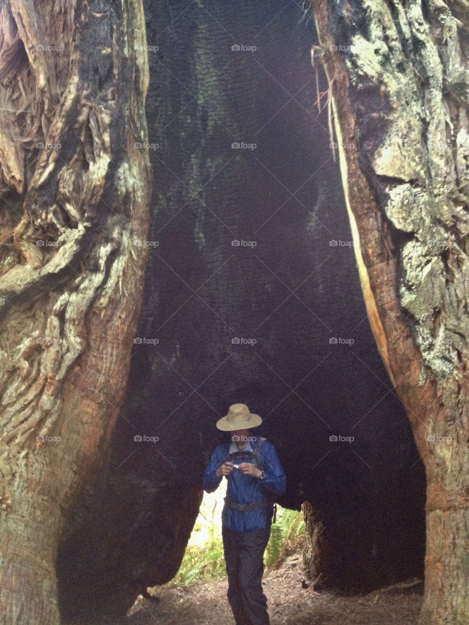 A man standing inside the giant hollow redwood tree 