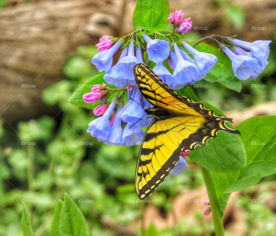 Swallowtail butterfly on Bluebells in the spring.