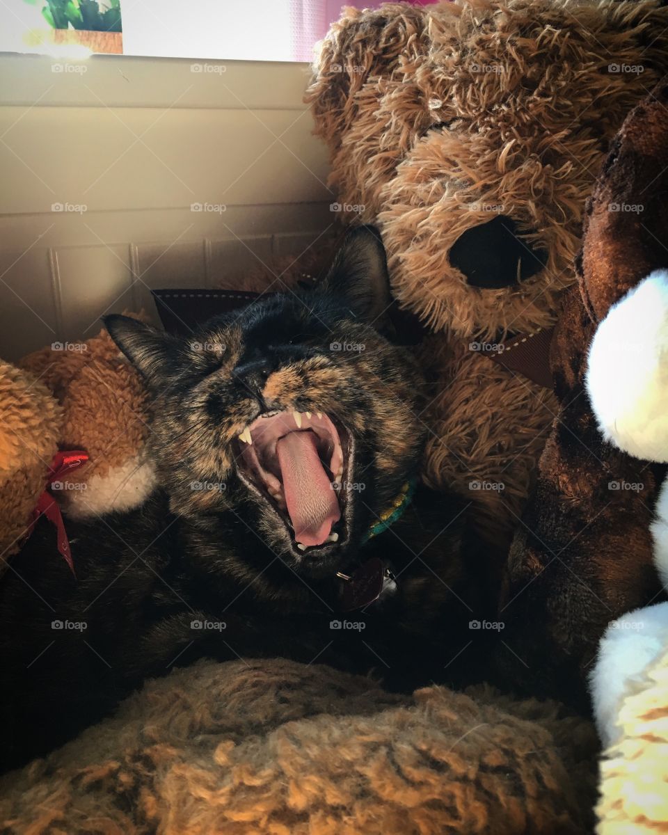 My kitty, and her Teddy Bears! Her favorite place to sleep! 
