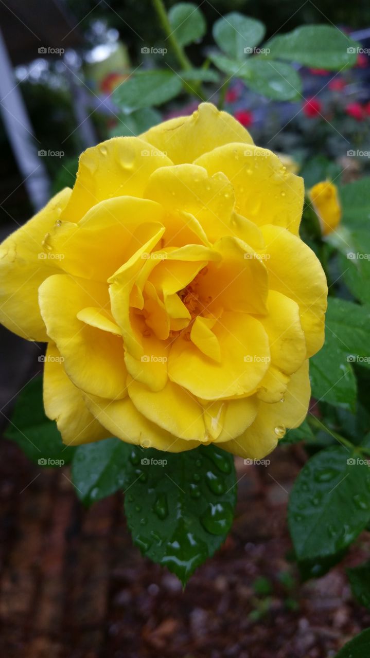 Yellow morning rose