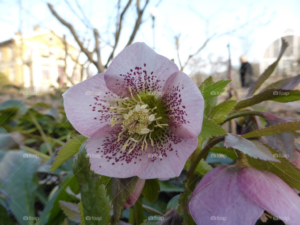 pink christmas rose