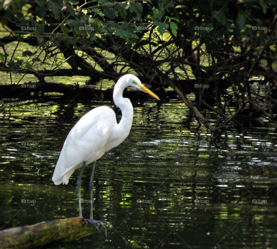 Egret in nature