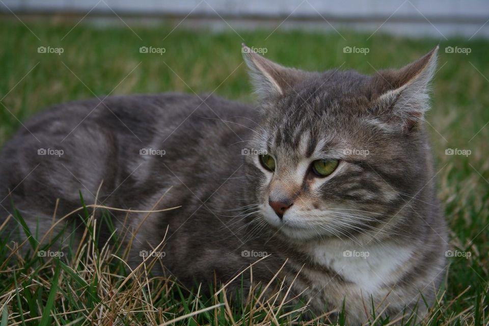 Cat relaxing on grass