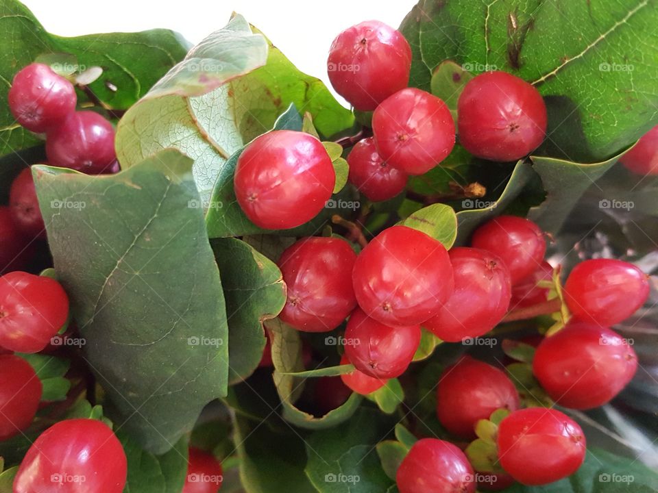 red berries