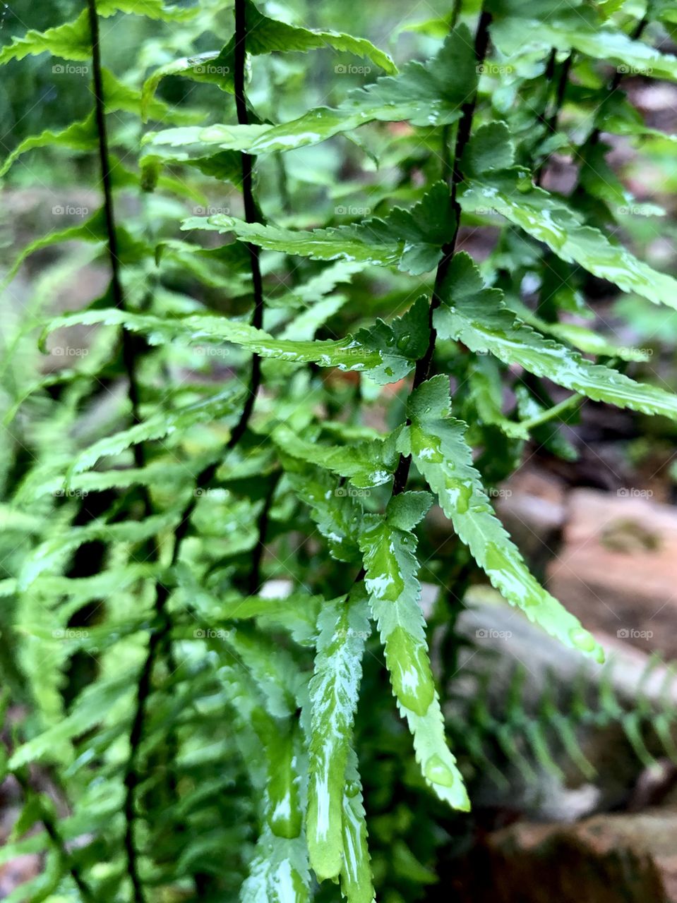 Closeup of wild fern fronds after spring rain 