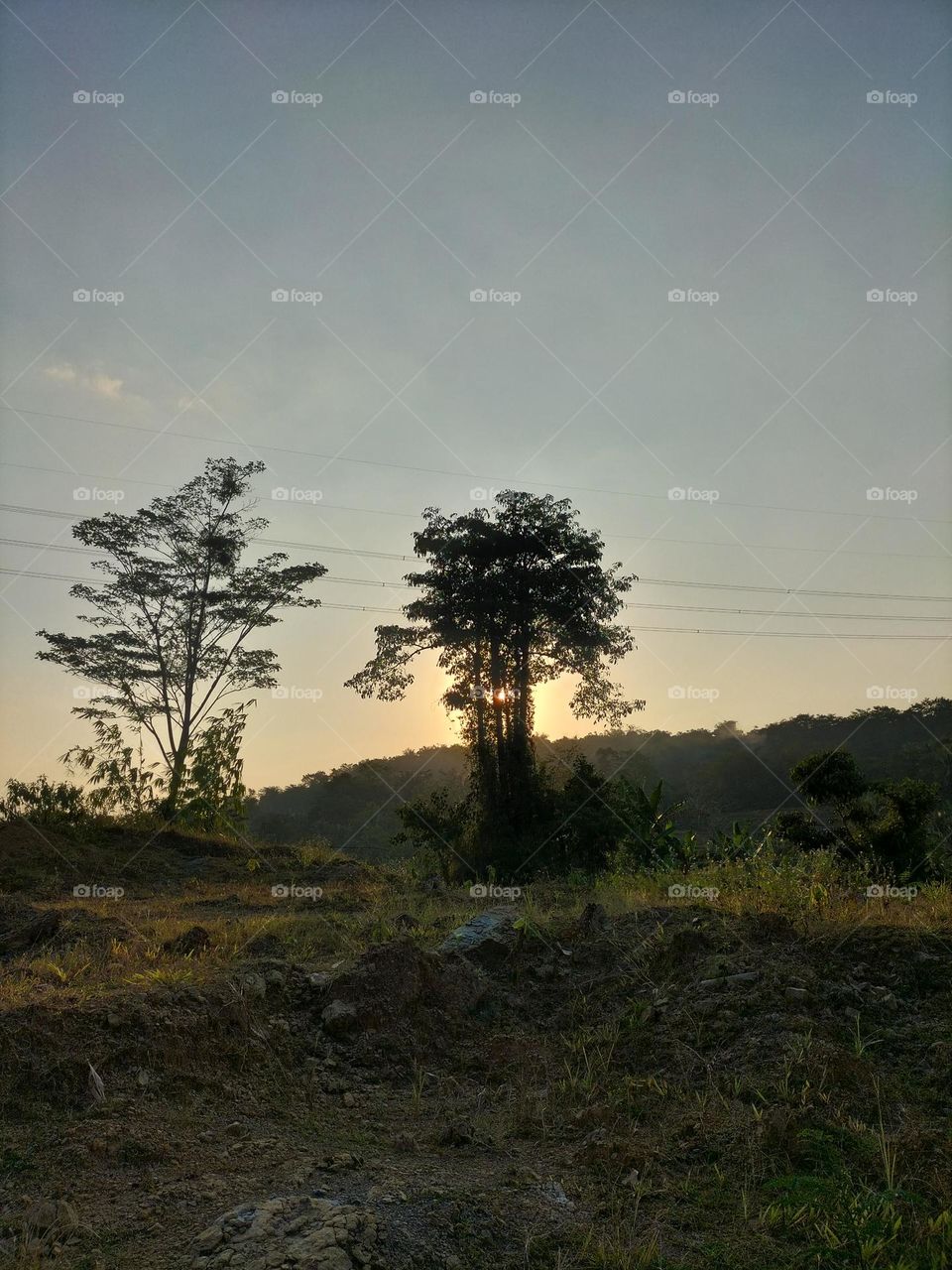 sunset photos obscured by trees