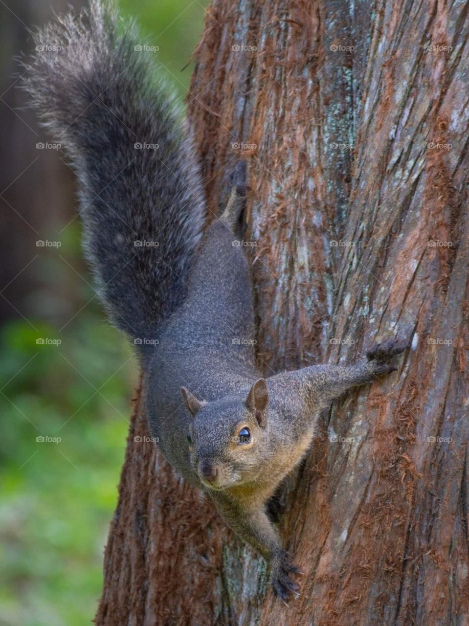 playful brown, gray, and tan squirrel coming for peanuts clinging to the trunk of the tree looking at the camera