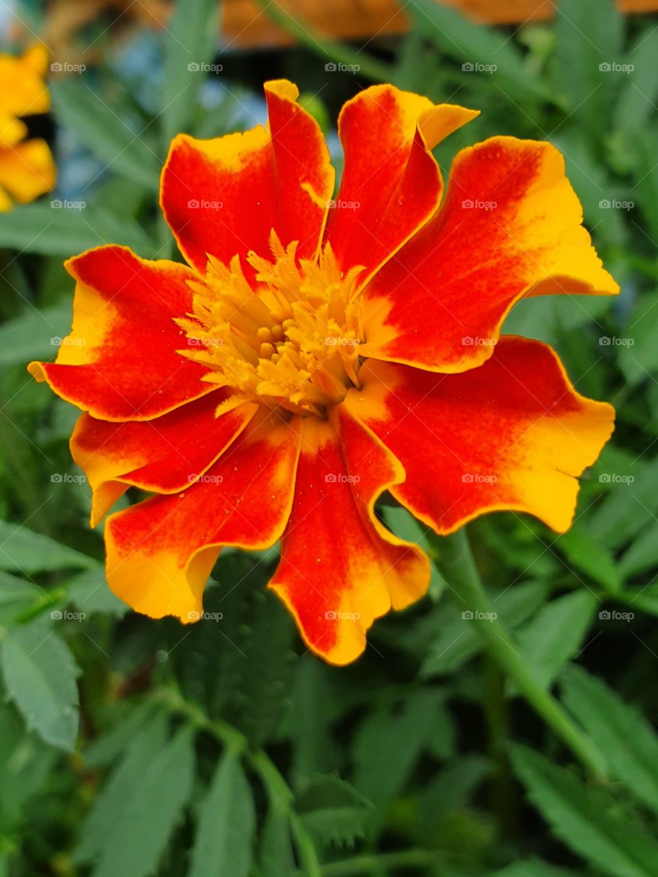 red and yellow flower in the garden closeup