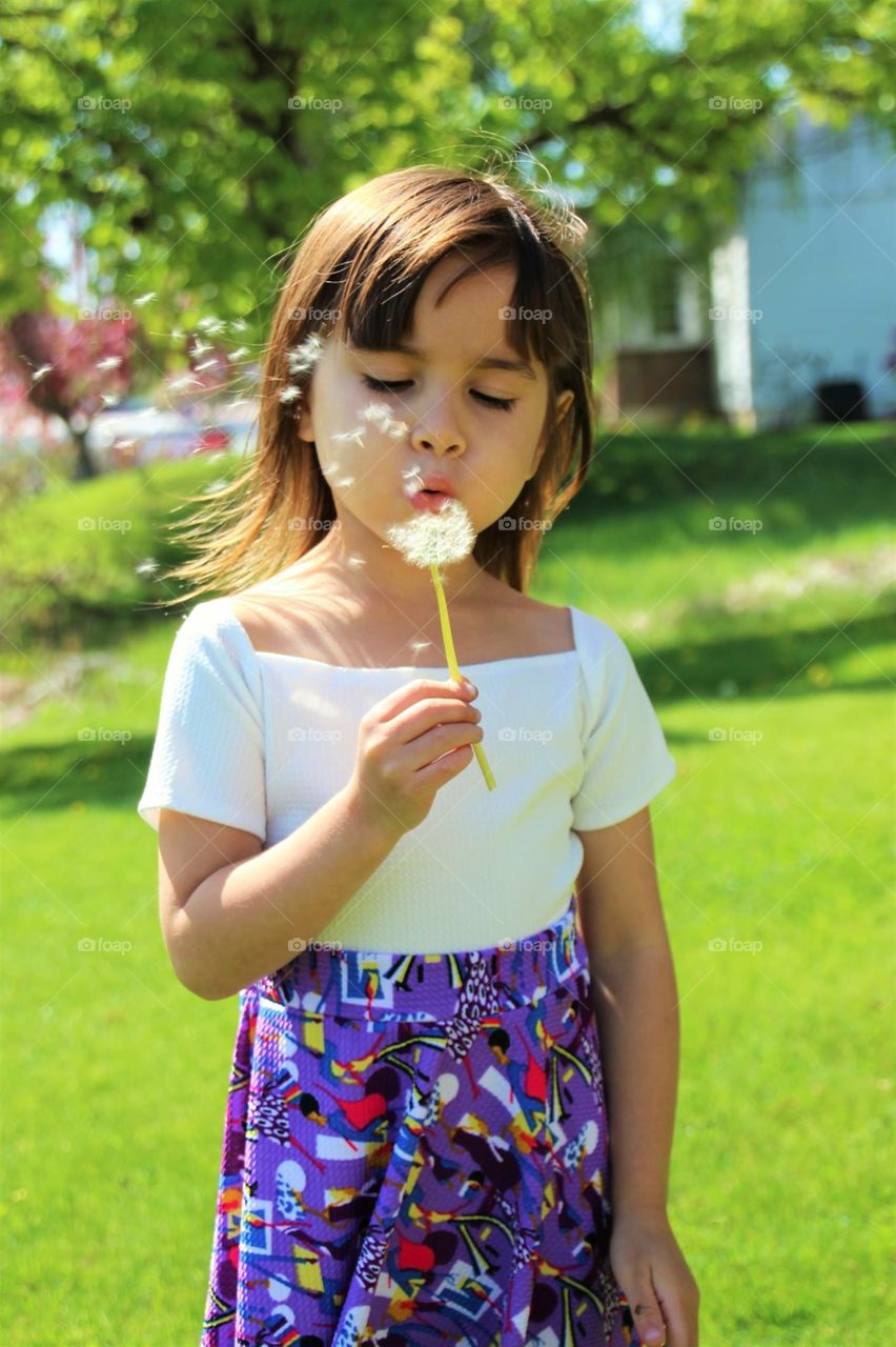 Blowibg dandelions