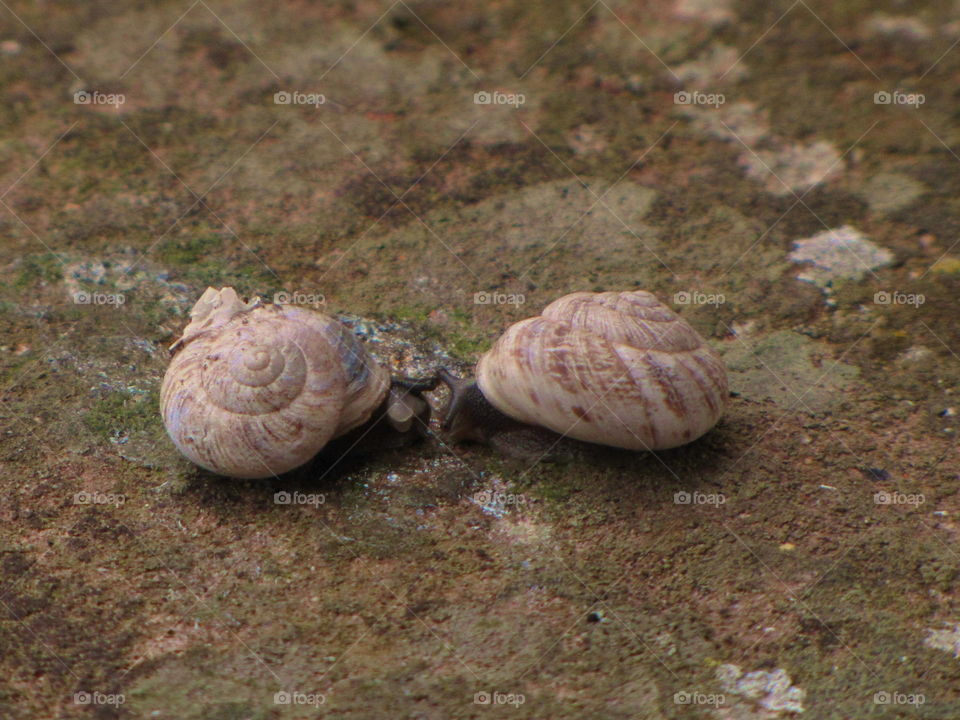 Two snails