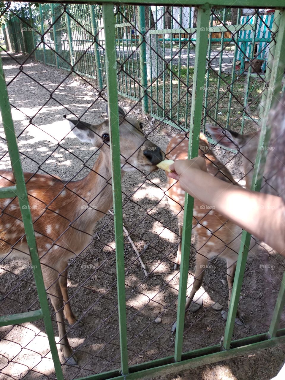 Feeding animals in the Zoo. That was so amazing