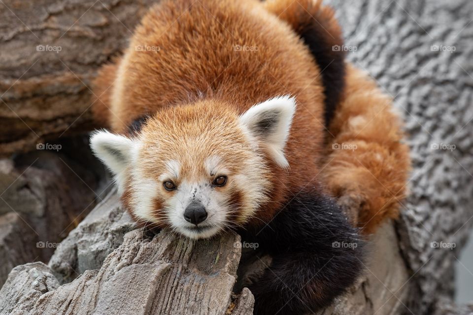 Red Panda Relaxing
