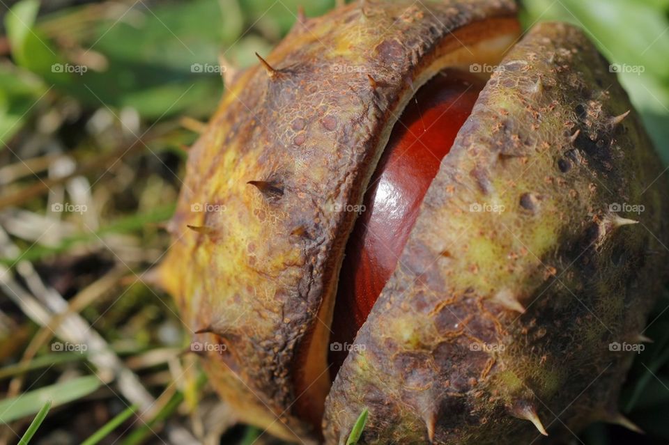 Chestnut In Shell