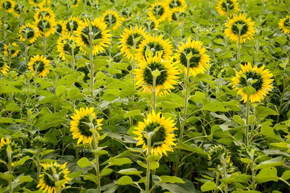 Sunflower in nature garden