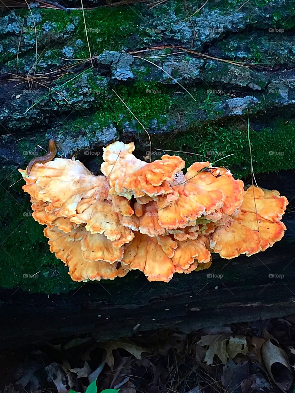 Orange Toadstool