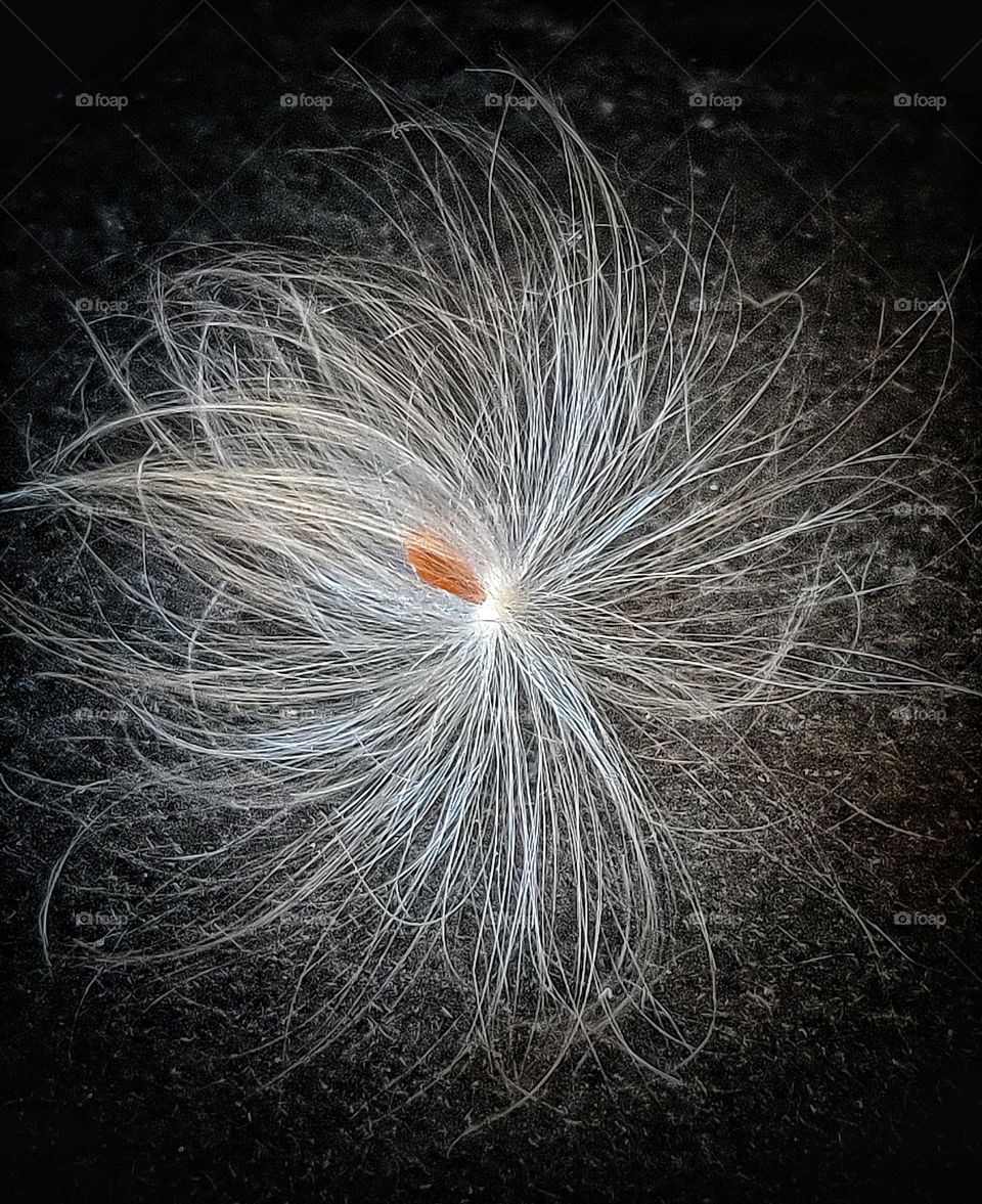 A beautiful fluffy seed